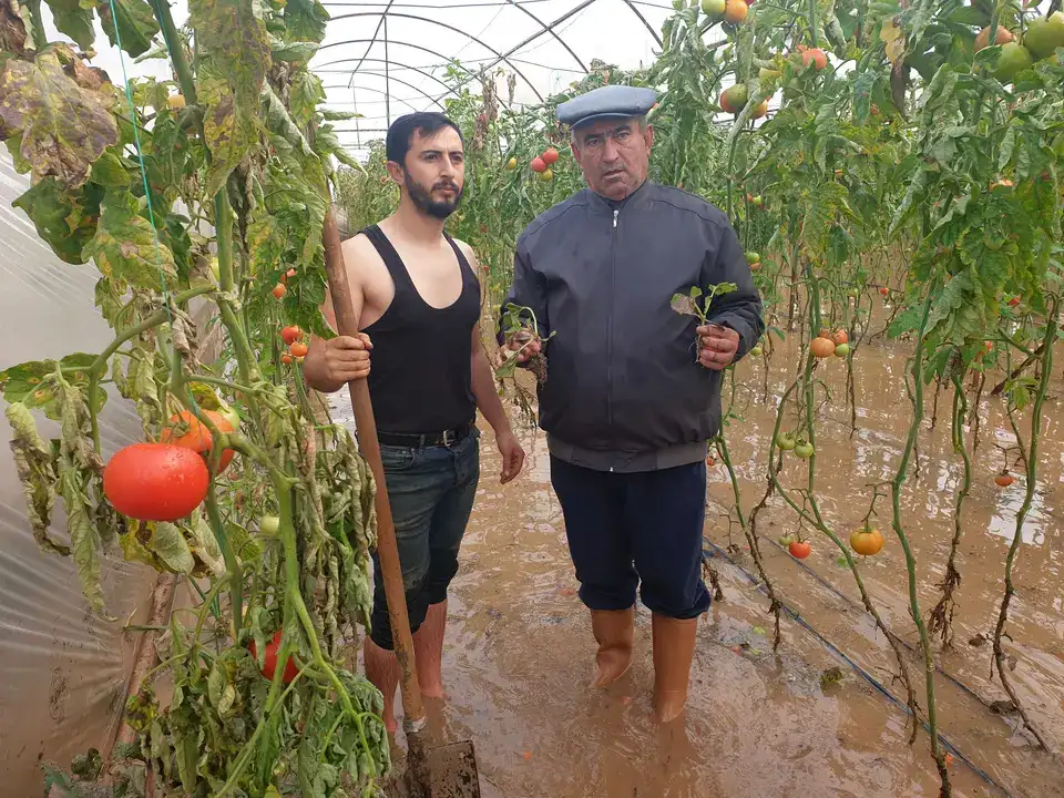 1500 Dönüm Tarım Alanı Zarar Gördü! Çiftçi: 'Ben Bittim Artık' 3
